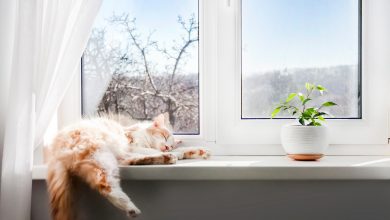 Фото - Какие окна лучше поставить в петербургской квартире?